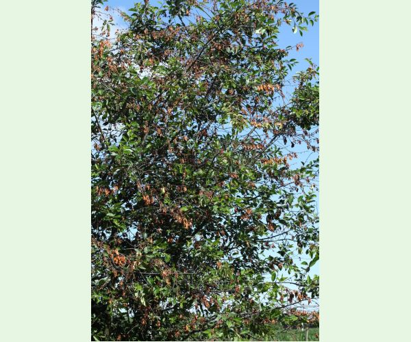 Monilióza kôstkovín