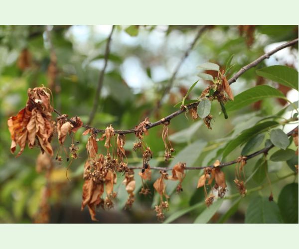 Monilióza kôstkovín