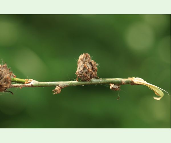 Hrčiarka Andricus foecundatrix