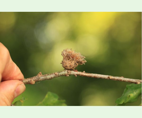 Hrčiarka Andricus foecundatrix