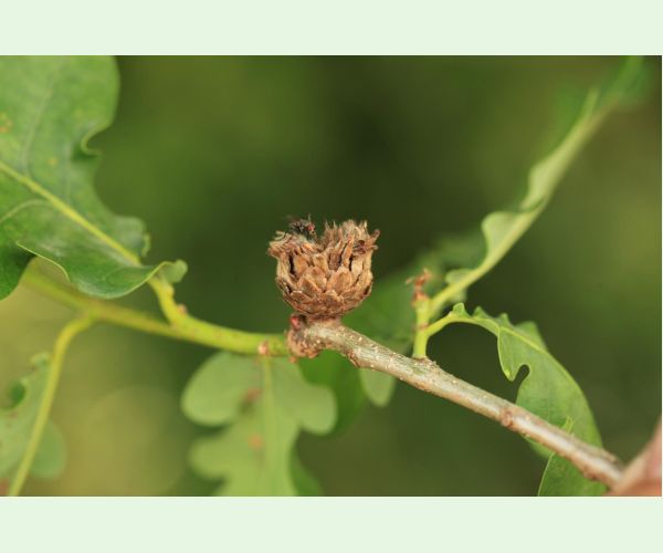 Hrčiarka Andricus foecundatrix