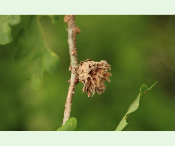 Hrčiarka Andricus foecundatrix