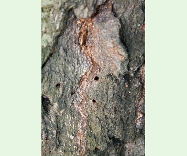 Pílovka listnáčová