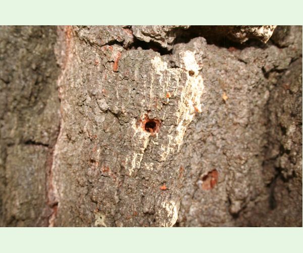 Pílovka listnáčová