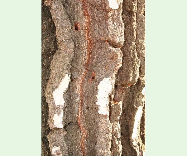 Pílovka listnáčová