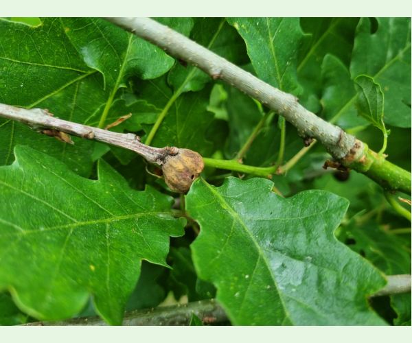 Hrčiarka Andricus glutinosus