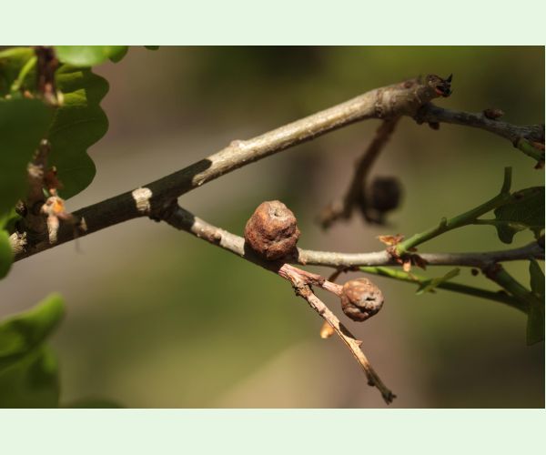 Hrčiarka Andricus glutinosus