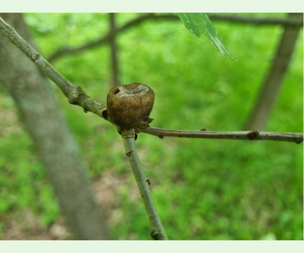 Hrčiarka Andricus glutinosus