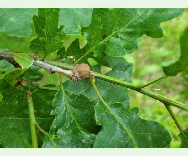 Hrčiarka Andricus glutinosus