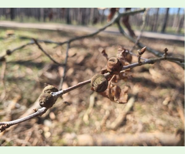 Hrčiarka Andricus glutinosus