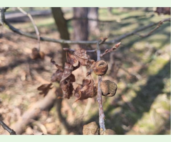 Hrčiarka Andricus glutinosus