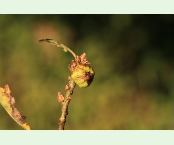 Hrčiarka Andricus glutinosus