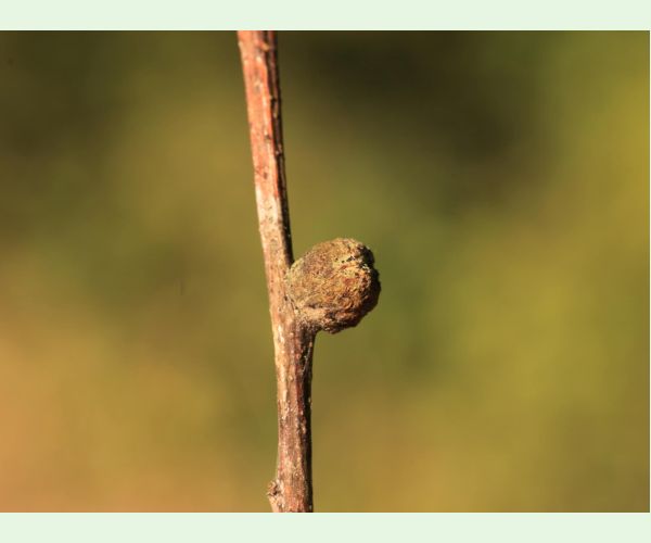 Hrčiarka Andricus glutinosus