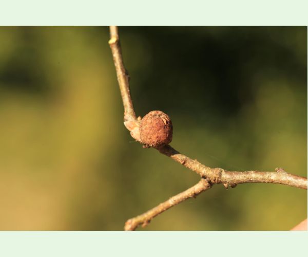 Hrčiarka Andricus glutinosus