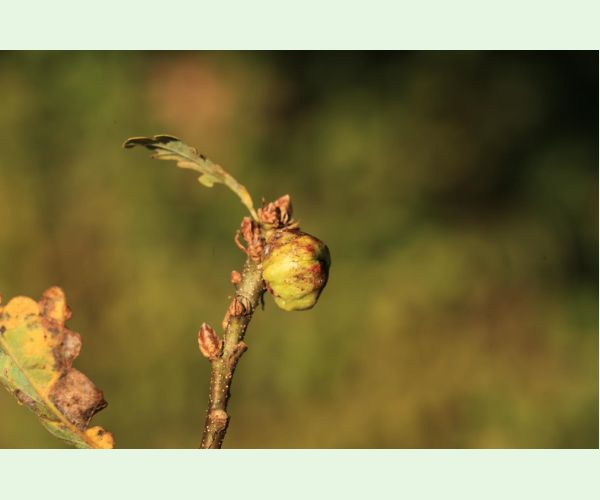 Hrčiarka Andricus glutinosus