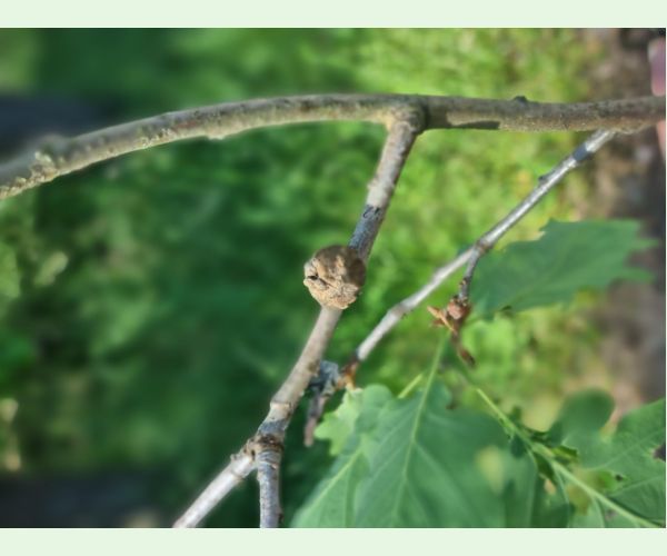 Hrčiarka Andricus glutinosus