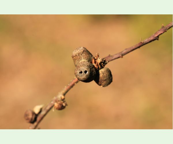 Hrčiarka Andricus glutinosus