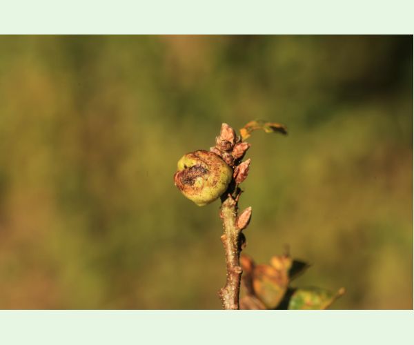 Hrčiarka Andricus glutinosus