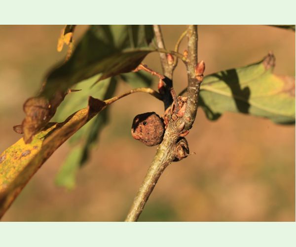 Hrčiarka Andricus glutinosus