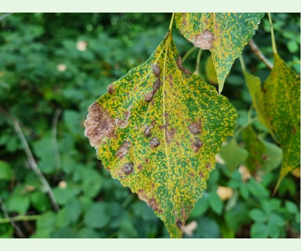 Hnedospórka topoľová