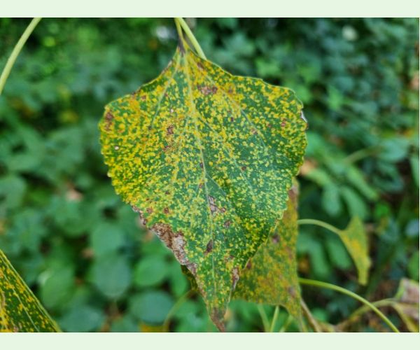 Hnedospórka topoľová