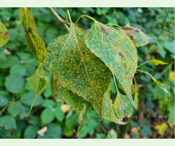 Hnedospórka topoľová