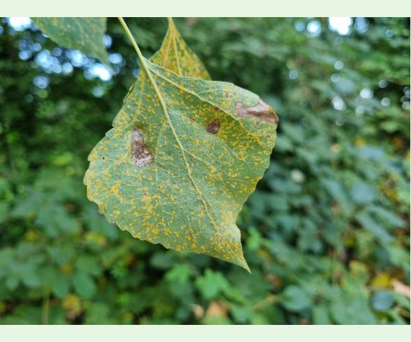 Hnedospórka topoľová
