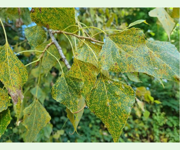 Hnedospórka topoľová