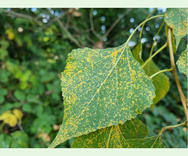 Hnedospórka topoľová