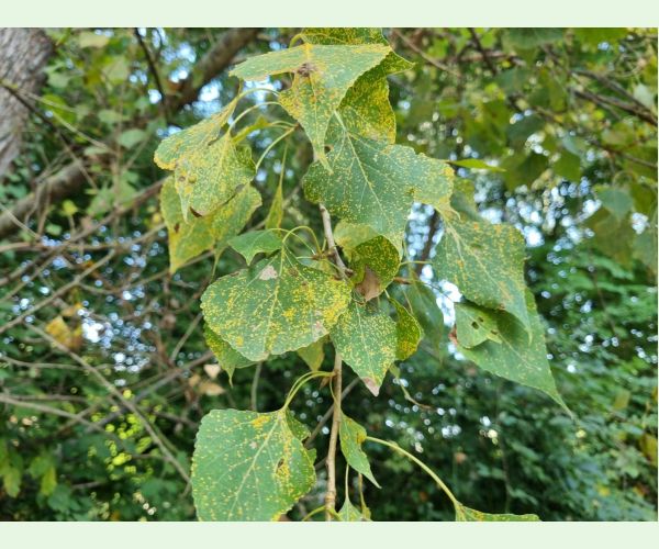 Hnedospórka topoľová