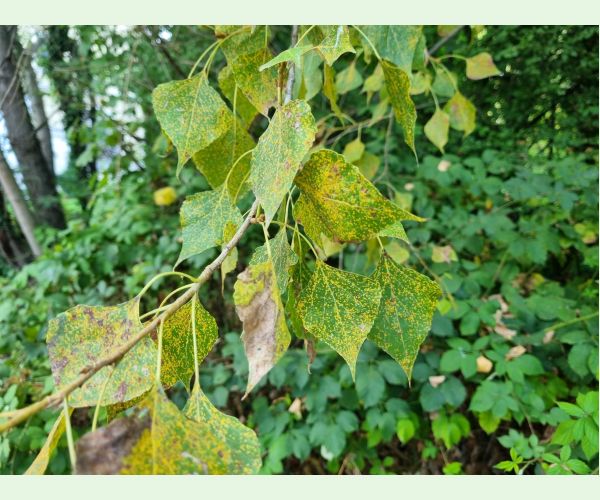 Hnedospórka topoľová