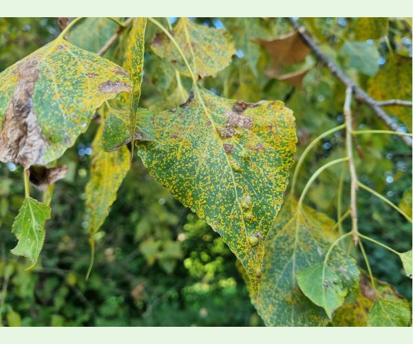 Hnedospórka topoľová