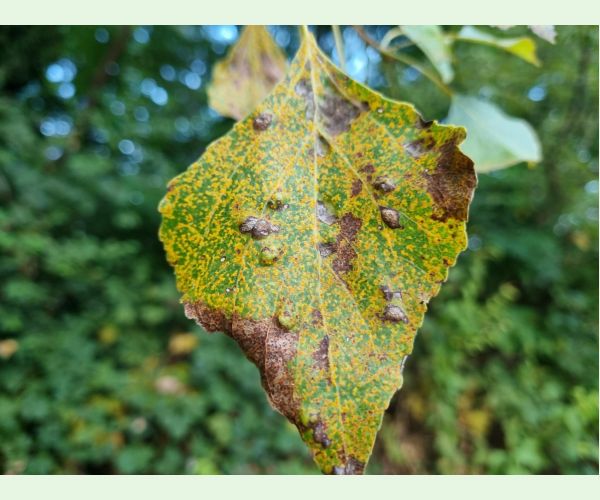 Hnedospórka topoľová