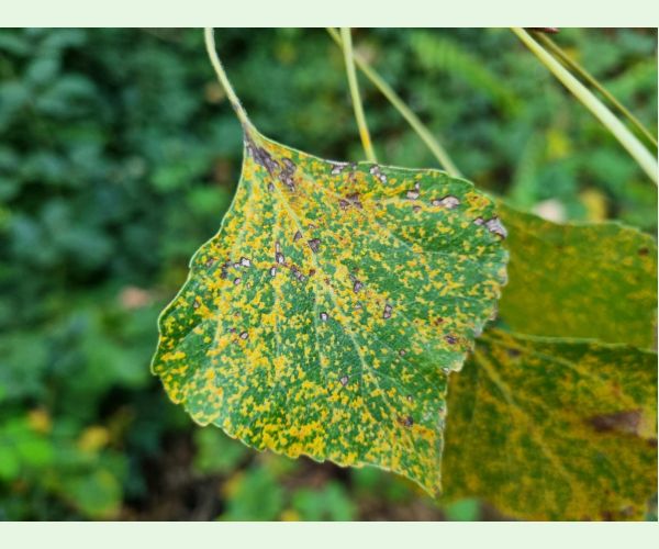 Hnedospórka topoľová