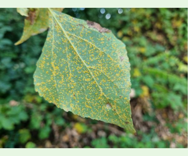 Hnedospórka topoľová