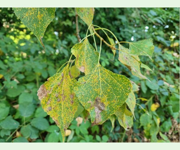 Hnedospórka topoľová