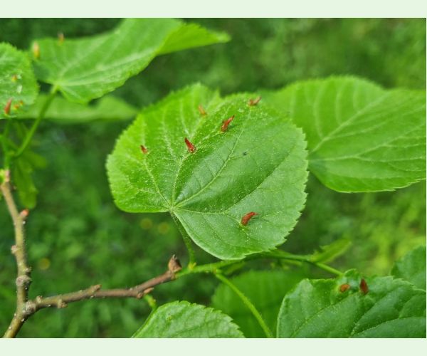 Roztoč Vlnovník lipový