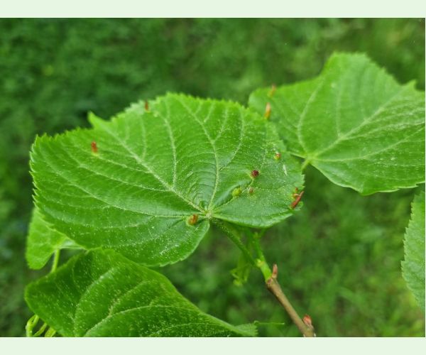 Roztoč Vlnovník lipový