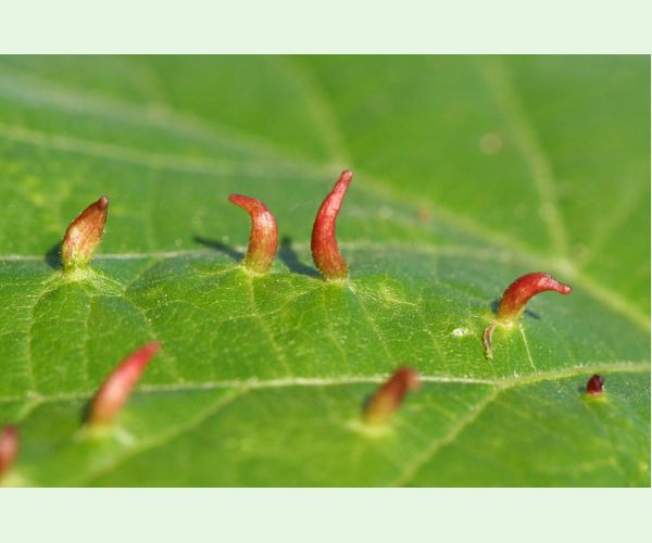 Roztoč Vlnovník lipový