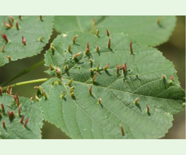 Roztoč Vlnovník lipový