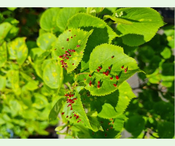 Roztoč Vlnovník lipový