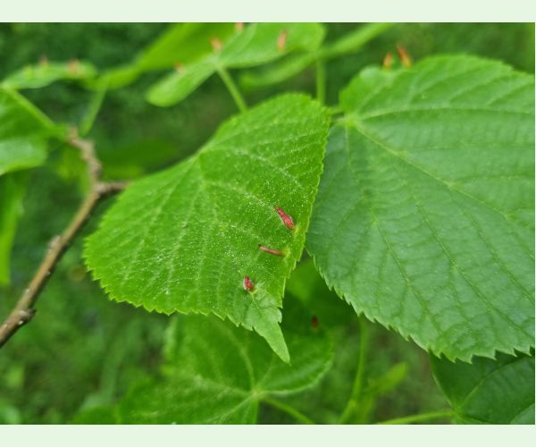 Roztoč Vlnovník lipový