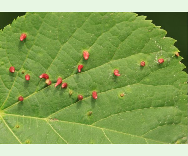 Roztoč Vlnovník lipový