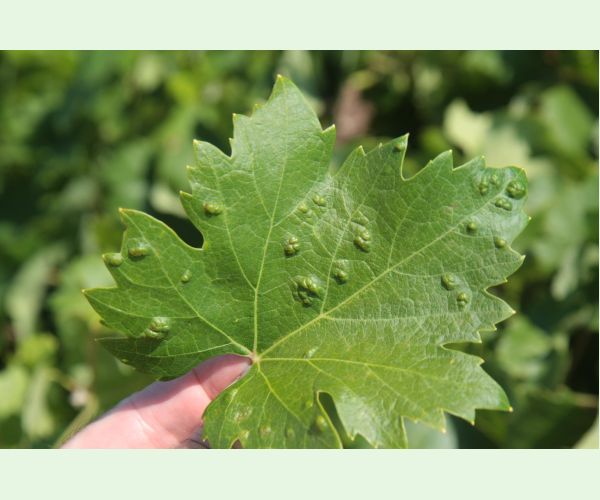 Vlnovník viničový