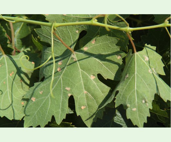 Vlnovník viničový