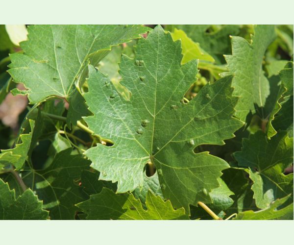 Vlnovník viničový