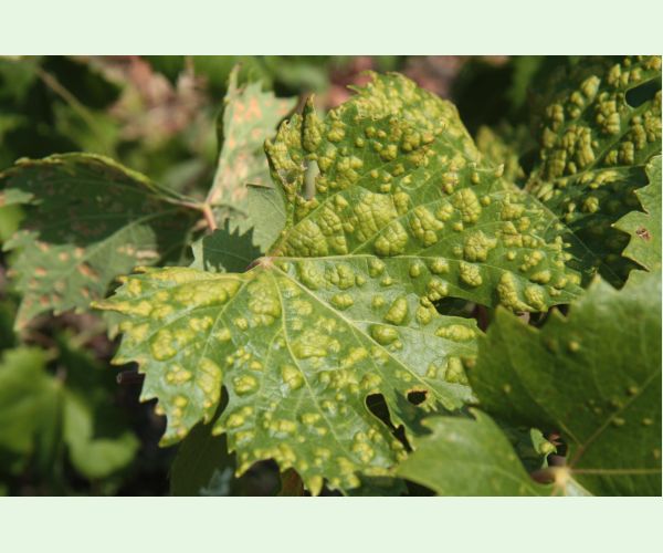 Vlnovník viničový