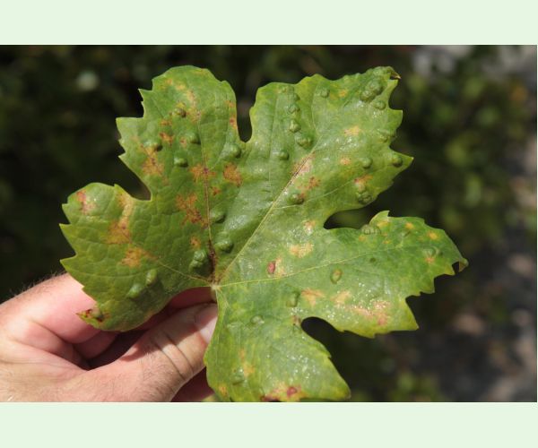 Vlnovník viničový