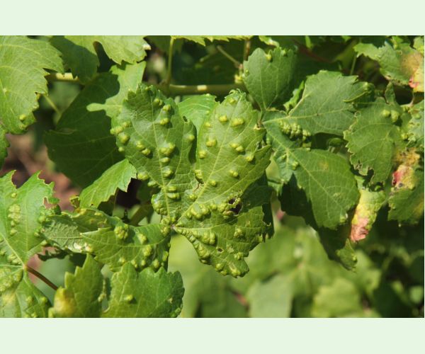 Vlnovník viničový