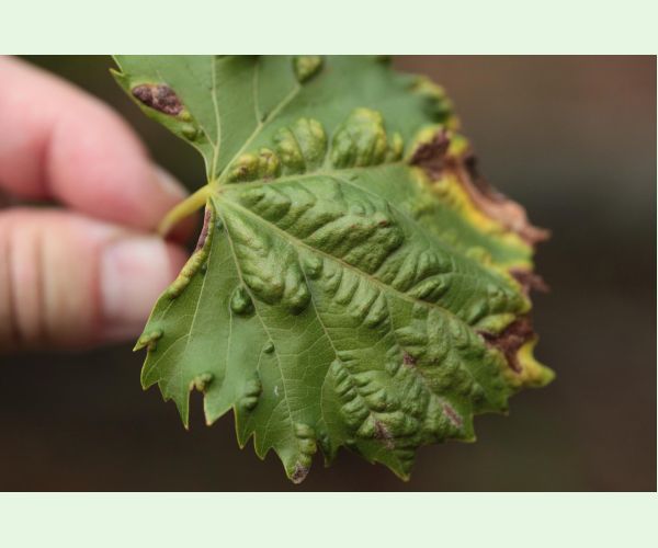 Vlnovník viničový